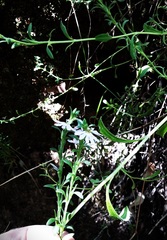 Scaevola albida