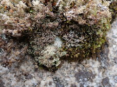 Sphaerophorus fragilis