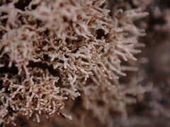 Sphaerophorus fragilis