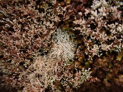 Sphaerophorus fragilis