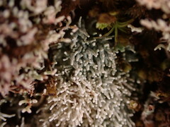 Sphaerophorus fragilis