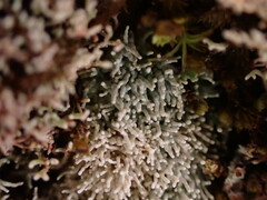 Sphaerophorus fragilis