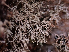 Sphaerophorus fragilis