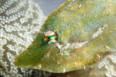 Monacanthus ciliatus