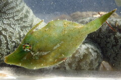 Monacanthus ciliatus