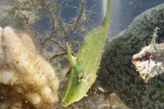 Monacanthus ciliatus