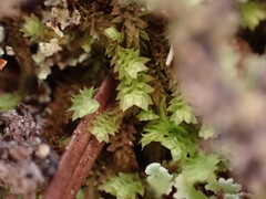 Douinia ovata