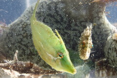 Monacanthus ciliatus