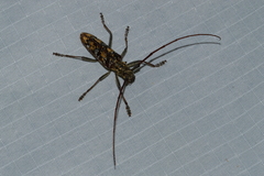 Monochamus marmorator