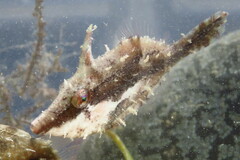 Monacanthus ciliatus