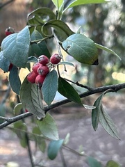 Cotoneaster franchetii