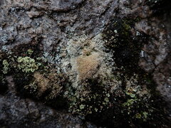 Sphaerophorus fragilis