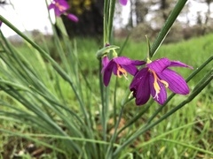 Olsynium douglasii