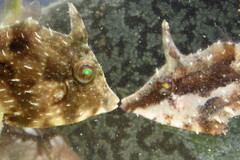 Stephanolepis hispida