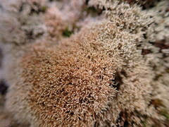 Sphaerophorus fragilis