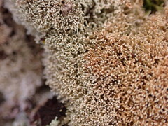 Sphaerophorus fragilis