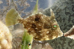 Stephanolepis hispida