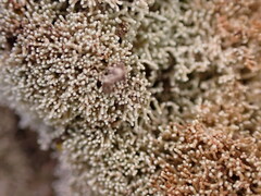 Sphaerophorus fragilis