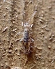 Entomobrya katzi