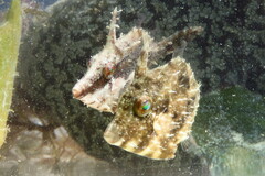 Stephanolepis hispida