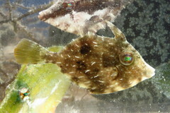 Stephanolepis hispida