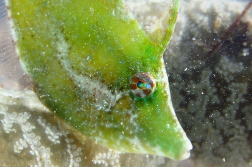 Gefranjerde vijlvis (Monacanthus ciliatus) — Monacanthidae — 4