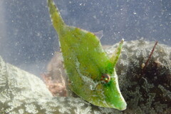 Monacanthus ciliatus