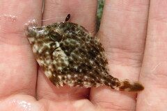 Stephanolepis hispida