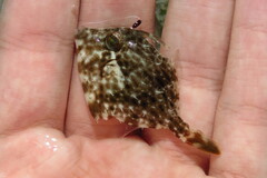 Stephanolepis hispida