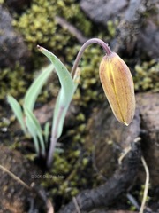Fritillaria glauca