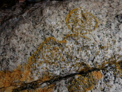 Polycauliona verruculifera