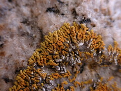 Polycauliona verruculifera