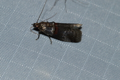 Acrobasis