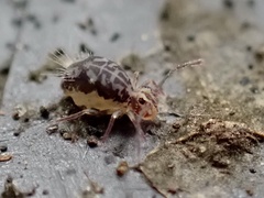 Ptenothrix maculosa olympia