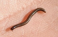 Brachyiulus