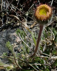 Erigeron compositus
