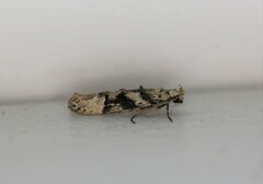 Coleotechnites atrupictella