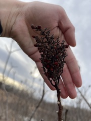 Rhus glabra