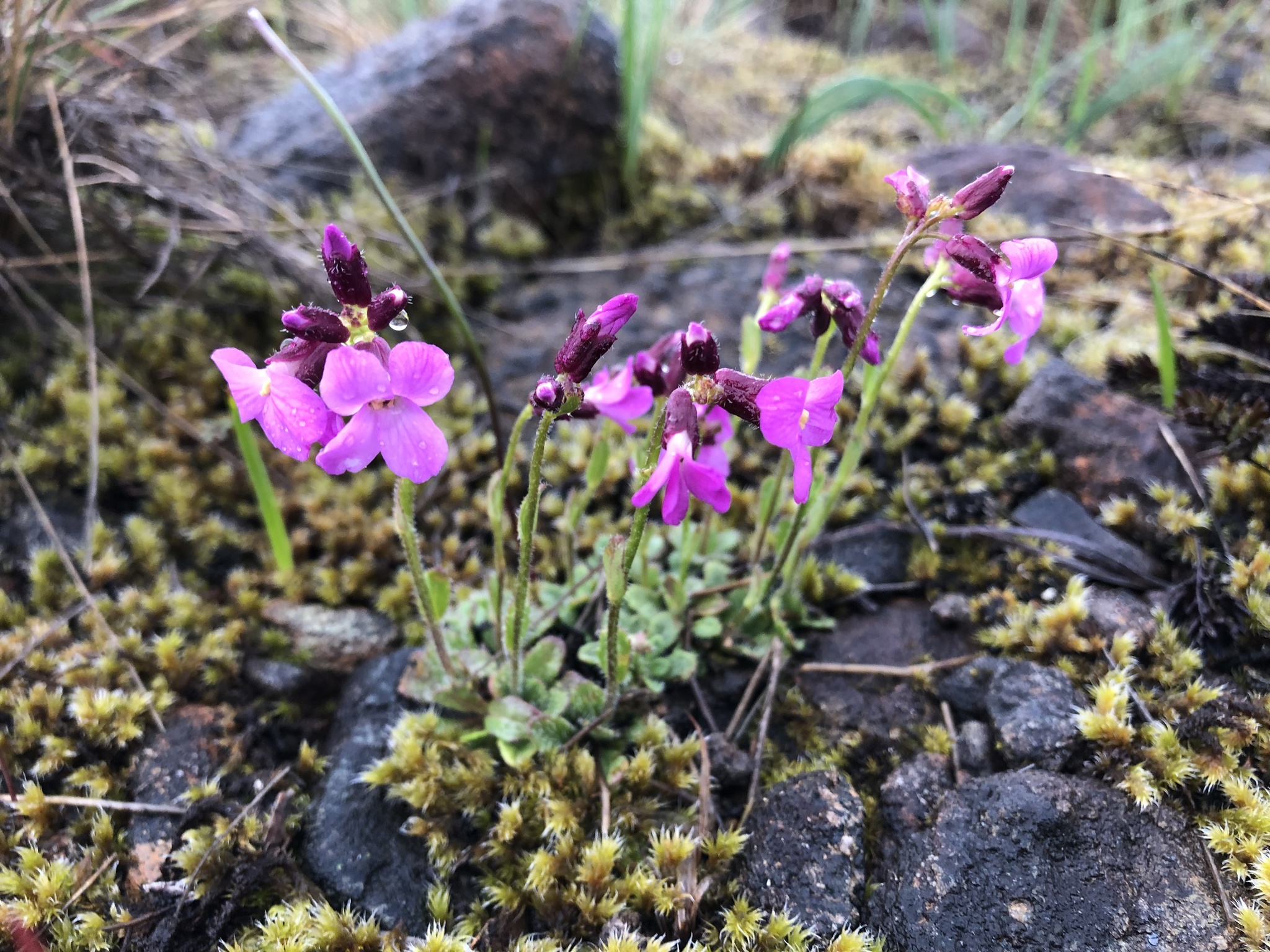 Arabis oregana