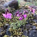 Oregon Rockcress - Photo (c) Dee Shea Himes, some rights reserved (CC BY), uploaded by Dee Shea Himes