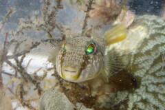 Sphoeroides nephelus