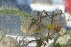 Sphoeroides nephelus