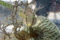 Sphoeroides nephelus