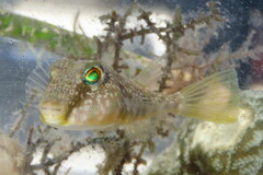 Sphoeroides nephelus