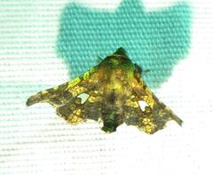 Dysodia granulata
