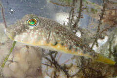 Sphoeroides nephelus