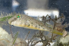 Sphoeroides nephelus