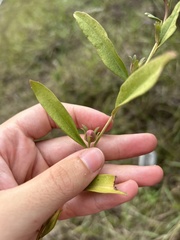 Eremophila debilis