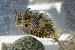 Chilomycterus schoepfii