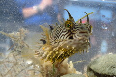 Chilomycterus schoepfii